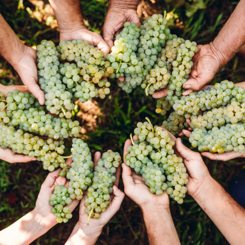 cevico_vendemmia_2018-242 cevico_vendemmia_2018-242